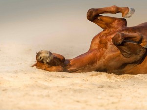 Tại sao nắng nóng có thể gây chết người?